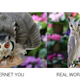 Illustration for article titled Japans Internet You Vs. the Real You Meme